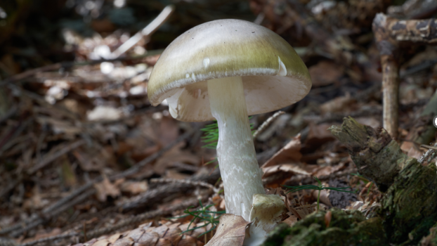 Death Cap 
